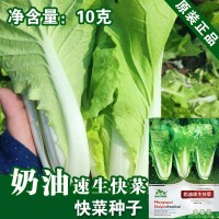 煜奶油速生快菜种子厂家批发早熟小白菜种籽菜园四季蔬菜孑