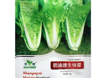 煜奶油速生快菜种子厂家批发早熟小白菜种籽菜园四季蔬菜孑图3