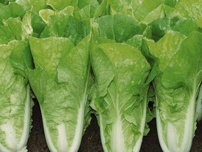 煜奶油速生快菜种子厂家批发早熟小白菜种籽菜园四季蔬菜孑图2