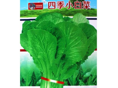 青梗小白菜种子小白菜籽快菜种子四季蔬菜盆栽四季种植种子批发图4