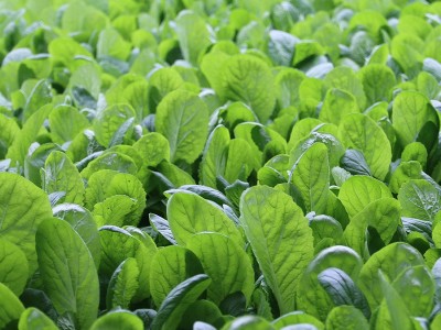 青梗小白菜种子小白菜籽快菜种子四季蔬菜盆栽四季种植种子批发图3