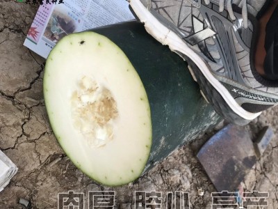 中研爬满地黑皮冬瓜种子 肉厚肉质密成熟厚为黑品种冬瓜籽图3