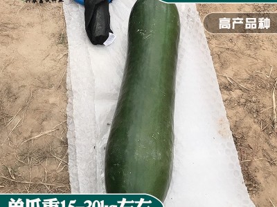 中研爬满地黑皮冬瓜种子 肉厚肉质密成熟厚为黑品种冬瓜籽图2