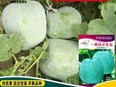 一串铃小冬瓜种子 农田菜园栽培易储藏老北京串八冬瓜蔬菜籽图2