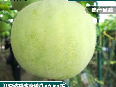 一串铃小冬瓜种子 农田菜园栽培易储藏老北京串八冬瓜蔬菜籽图3