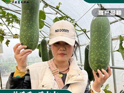 小冬瓜种子 家庭菜园早熟青绿色小冬瓜种子 蔬菜种子图2