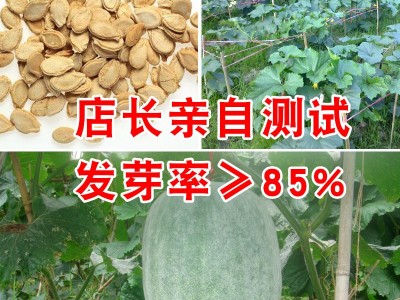 粉皮大冬瓜种子批发 农田菜园中早熟肉厚不空心冬瓜蔬菜籽图2