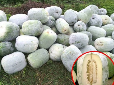 粉皮大冬瓜种子批发 农田菜园中早熟肉厚不空心冬瓜蔬菜籽图3
