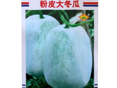 粉皮大冬瓜种子批发 农田菜园中早熟肉厚不空心冬瓜蔬菜籽图4