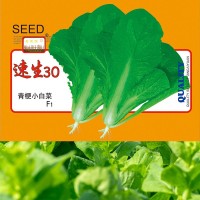 批发青梗小白菜青冠小白菜种子100g袋装颜色亮绿蔬菜种子公司批发