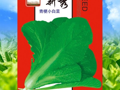 批发青梗小白菜青冠小白菜种子100g袋装颜色亮绿蔬菜种子公司批发图3