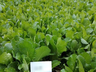 青华小白菜种子200g袋装色量绿口感翠嫩无纤维品质好蔬菜种子批发图3