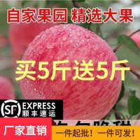 【顺丰包邮 】山西丑苹果冰糖心脆甜多汁红富士水果5/10斤包邮。