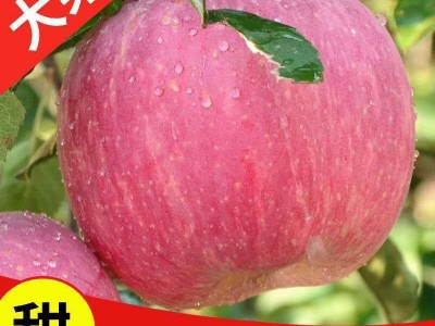 【顺丰包邮 】山西丑苹果冰糖心脆甜多汁红富士水果5/10斤包邮。图2