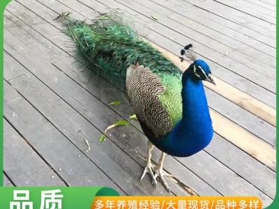 活体孔雀苗 景区观赏孔雀 观赏孔雀多少 哪里有卖活体孔雀图2