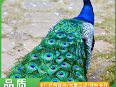 活体孔雀苗 景区观赏孔雀 观赏孔雀多少 哪里有卖活体孔雀图3