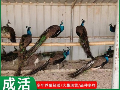山东珍禽养殖场孔雀活体出售景区观赏成年孔雀活体孔雀幼苗小孔雀图2
