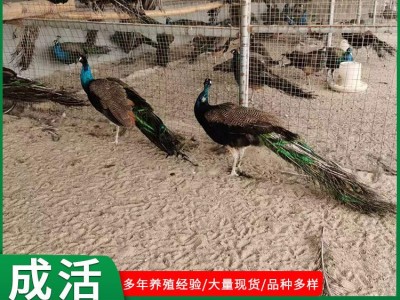 山东珍禽养殖场孔雀活体出售景区观赏成年孔雀活体孔雀幼苗小孔雀图4