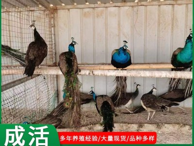 山东珍禽养殖场孔雀活体出售景区观赏成年孔雀活体孔雀幼苗小孔雀图3