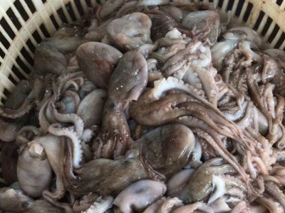 伟隆水产 冷冻八爪鱼 章鱼 钓鱼岛海域 可翻花 新鲜批 发图2