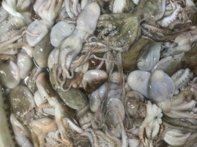 伟隆水产 冷冻八爪鱼 章鱼 钓鱼岛海域 可翻花 新鲜批 发图5