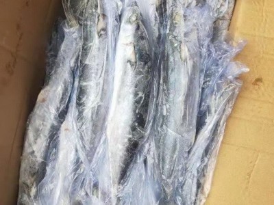 福建马鲛鱼 石狮马鲛鱼 马鲛鱼批发 冷冻马鲛鱼 冰鲜鲛鱼 马鲛鱼段 深海马鲛鱼图3