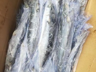 福建马鲛鱼 石狮马鲛鱼 马鲛鱼批发 冷冻马鲛鱼 冰鲜鲛鱼 马鲛鱼段 深海马鲛鱼图2