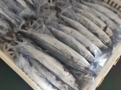 福建马鲛鱼 石狮马鲛鱼 马鲛鱼批发 冷冻马鲛鱼 冰鲜鲛鱼 马鲛鱼段 深海马鲛鱼图5