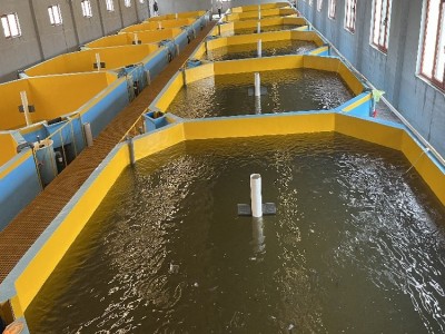 人工饲养巴沙鱼 活鱼发货 农业水产鱼类 市场青睐鱼种图4