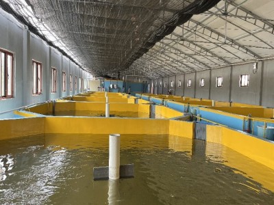 人工饲养巴沙鱼 活鱼发货 农业水产鱼类 市场青睐鱼种图5