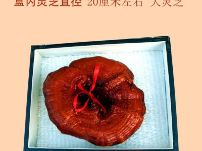 长白山灵芝高档皮质礼盒装煲汤泡酒中老年滋补节日福利慰问礼品图4