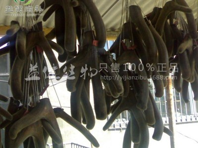 [益健]梅花鹿 鹿茸 可切连刀当年精壮梅花鹿干 整枝 鹿场直销图2