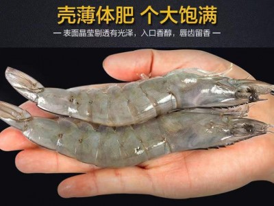 渔虾贝海珍品鲜活冷冻青岛大基围虾整箱新鲜对虾海虾活虾大虾批发图4