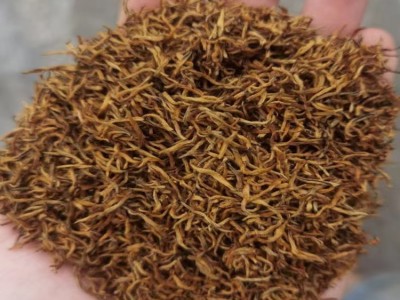 【批发价】2023年三江红茶 金骏眉 浓密香茶叶批发批发价图4