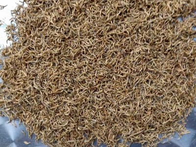 【批发价】2023年三江红茶 金骏眉 浓密香茶叶批发批发价图5