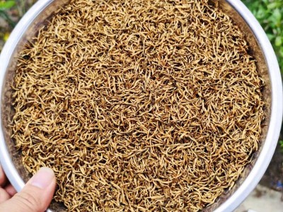 武夷山源头茶厂2023茶叶 红茶批发桂圆香蜜香散装黄芽金骏眉特级图2