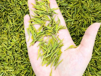 送礼2023年新茶春茶叶绿茶批发散装安吉工艺艾达福浙江黄金芽白茶图3