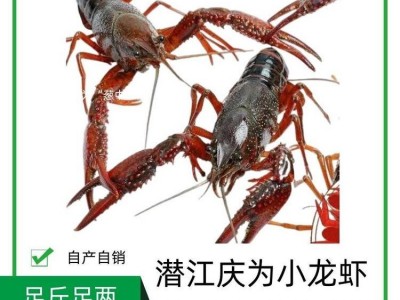湖北潜江庆为养殖基地小龙虾新鲜淡水肉质饱满图1