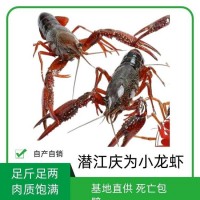 湖北潜江庆为养殖基地小龙虾新鲜淡水肉质饱满