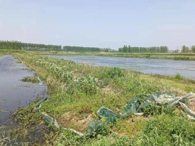 湖北潜江庆为养殖基地小龙虾新鲜淡水肉质饱满图3