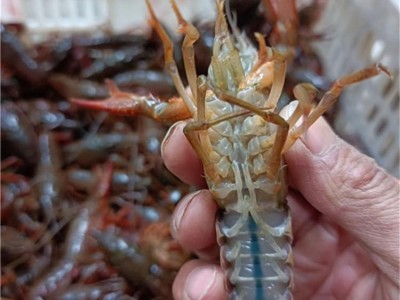 湖北潜江庆为养殖基地小龙虾新鲜淡水肉质饱满图5