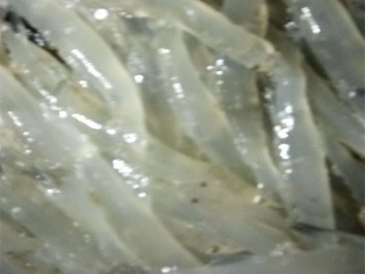 朋兴汇大量批发鲜活速冻银鱼 现场加工银鱼干常年供应图3
