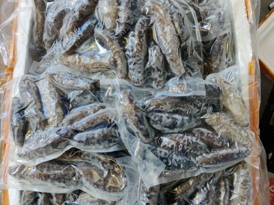 水发海参冷冻水产品1斤/包6-13头 可刺身解冻即食海参图4