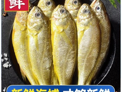海捕冰鲜小黄鱼新鲜冷冻黄花鱼整箱海鲜海鱼批发水产冻货500g图3