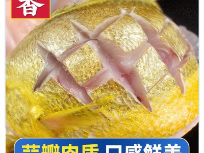海捕冰鲜小黄鱼新鲜冷冻黄花鱼整箱海鲜海鱼批发水产冻货500g图4