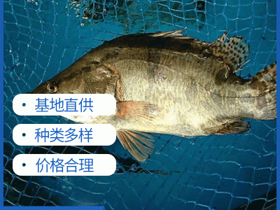 鳜鱼苗桂鱼苗晓付鱼苗淡水鳜鱼苗水产养殖空运包活到家淡水活体图2