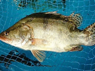 鳜鱼苗桂鱼苗晓付鱼苗淡水鳜鱼苗水产养殖空运包活到家淡水活体图5