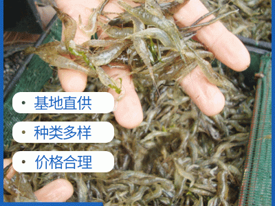 现货供应活体小对虾苗 淡水养殖龙虾苗对虾苗 青虾苗基围虾苗图2