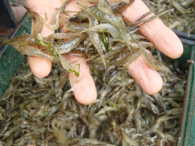 现货供应活体小对虾苗 淡水养殖龙虾苗对虾苗 青虾苗基围虾苗图5