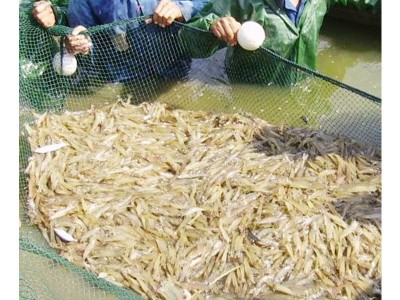 现货供应小虾苗溧阳虾苗淡水养殖龙虾苗对虾苗 青虾苗基围虾苗图5